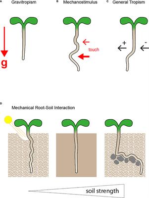 Recent insights into metabolic and signalling events of directional root growth regulation and its implications for sustainable crop production systems